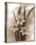 Narcissi Seduction-Richard Sutton-Stretched Canvas