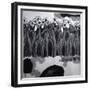 Narcissi-Shang Tao-Framed Giclee Print