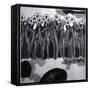 Narcissi-Shang Tao-Framed Stretched Canvas