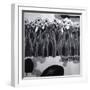 Narcissi-Shang Tao-Framed Giclee Print