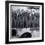 Narcissi-Shang Tao-Framed Giclee Print