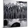 Narcissi-Shang Tao-Mounted Giclee Print