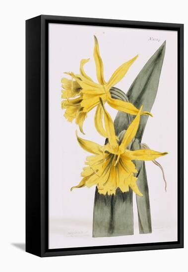 Narcissi-William Curtis-Framed Stretched Canvas