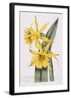 Narcissi-William Curtis-Framed Giclee Print