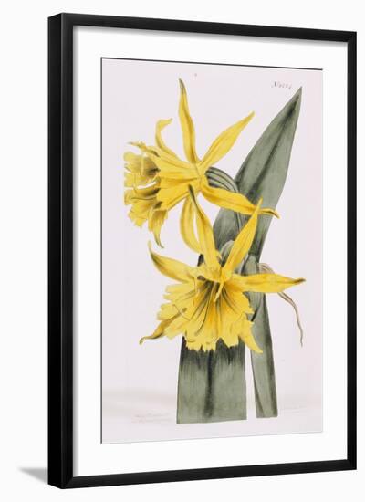 Narcissi-William Curtis-Framed Giclee Print