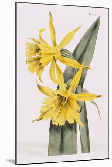 Narcissi-William Curtis-Mounted Giclee Print