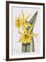 Narcissi-William Curtis-Framed Giclee Print