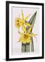 Narcissi-William Curtis-Framed Giclee Print