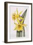 Narcissi-William Curtis-Framed Giclee Print