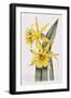 Narcissi-William Curtis-Framed Giclee Print