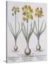 Narcissis Polyanthus-Basilius Besler-Stretched Canvas