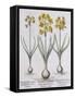 Narcissis Polyanthus-Basilius Besler-Framed Stretched Canvas