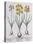 Narcissis Polyanthus-Basilius Besler-Stretched Canvas