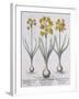 Narcissis Polyanthus-Basilius Besler-Framed Giclee Print