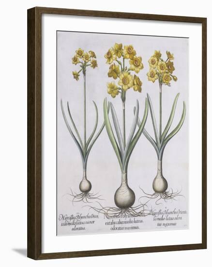 Narcissis Polyanthus-Basilius Besler-Framed Giclee Print