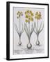 Narcissis Polyanthus-Basilius Besler-Framed Giclee Print