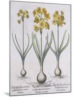 Narcissis Polyanthus-Basilius Besler-Mounted Giclee Print