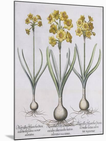 Narcissis Polyanthus-Basilius Besler-Mounted Giclee Print