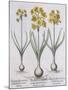 Narcissis Polyanthus-Basilius Besler-Mounted Giclee Print