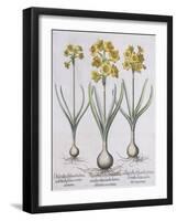 Narcissis Polyanthus-Basilius Besler-Framed Giclee Print