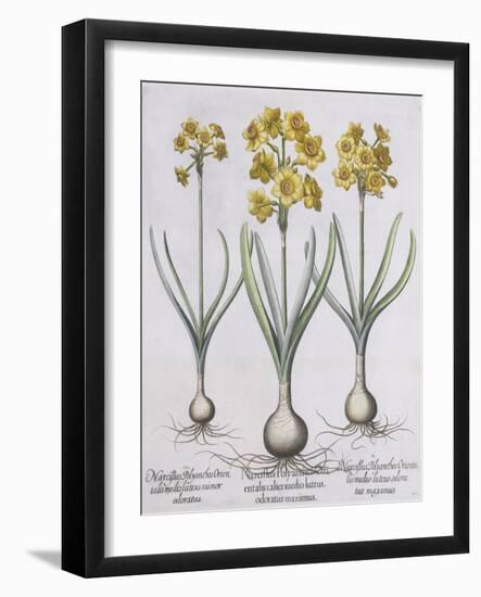 Narcissis Polyanthus-Basilius Besler-Framed Giclee Print