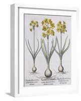 Narcissis Polyanthus-Basilius Besler-Framed Giclee Print