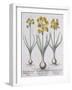 Narcissis Polyanthus-Basilius Besler-Framed Giclee Print