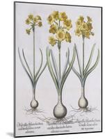 Narcissis Polyanthus-Basilius Besler-Mounted Giclee Print