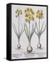 Narcissis Polyanthus-Basilius Besler-Framed Stretched Canvas