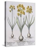Narcissis Polyanthus-Basilius Besler-Stretched Canvas