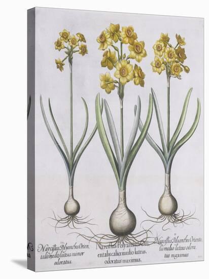 Narcissis Polyanthus-Basilius Besler-Stretched Canvas
