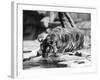 Narcissistic Tiger-null-Framed Photographic Print