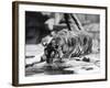 Narcissistic Tiger-null-Framed Photographic Print