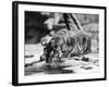 Narcissistic Tiger-null-Framed Photographic Print