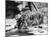 Narcissistic Tiger-null-Mounted Photographic Print