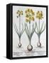 Framed Canvas