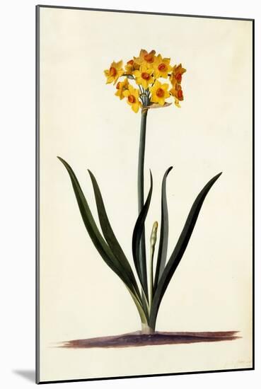 Narcissus, C.1745-Georg Dionysius Ehret-Mounted Premium Giclee Print