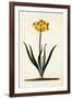 Narcissus, C.1745-Georg Dionysius Ehret-Framed Giclee Print