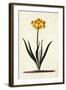 Narcissus, C.1745-Georg Dionysius Ehret-Framed Giclee Print