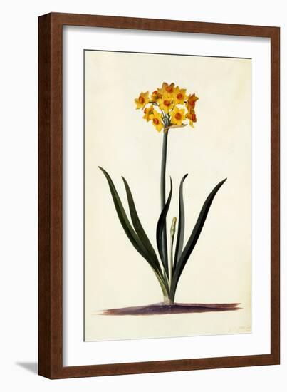 Narcissus, C.1745-Georg Dionysius Ehret-Framed Giclee Print