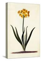 Narcissus, C.1745-Georg Dionysius Ehret-Stretched Canvas