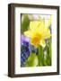 Narcissus, Daffodil, Grape Hyacinth-Sweet Ink-Framed Photographic Print