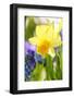 Narcissus, Daffodil, Grape Hyacinth-Sweet Ink-Framed Photographic Print