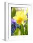 Narcissus, Daffodil, Grape Hyacinth-Sweet Ink-Framed Photographic Print