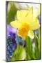 Narcissus, Daffodil, Grape Hyacinth-Sweet Ink-Mounted Photographic Print