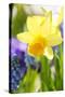 Narcissus, Daffodil, Grape Hyacinth-Sweet Ink-Stretched Canvas