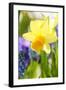 Narcissus, Daffodil, Grape Hyacinth-Sweet Ink-Framed Photographic Print