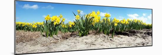 Narcissus Field-Corepics-Mounted Photographic Print