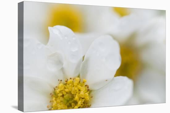 Narcissus-Flowered Anemone (Anemone Narcissiflora) Flowers, Liechtenstein, June 2009-Giesbers-Stretched Canvas