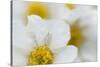 Narcissus-Flowered Anemone (Anemone Narcissiflora) Flowers, Liechtenstein, June 2009-Giesbers-Stretched Canvas